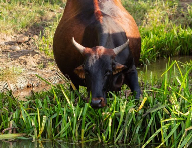 Sustainable Agriculture & Youth Employment in Zimbabwe: A CSR Perspective